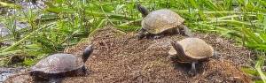 Three turtles facing each other on decaying vegetation
