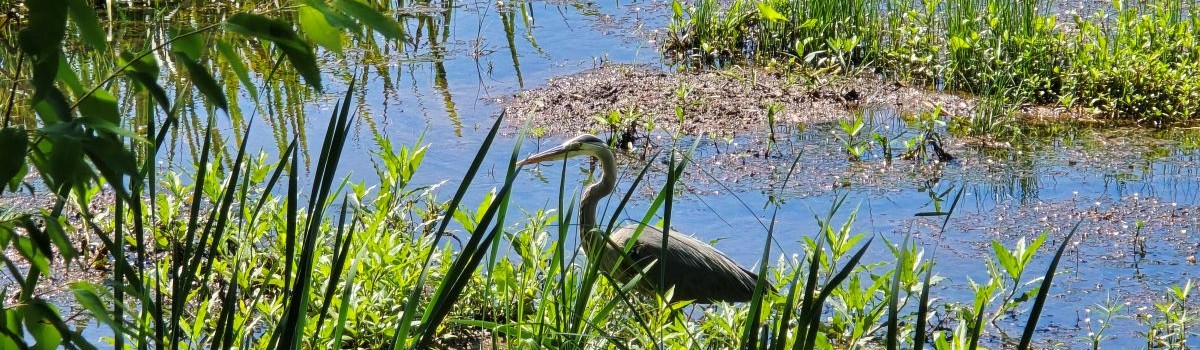 Great Blue Heron standing in Three Mile Creek surrounded by wetland vegetation