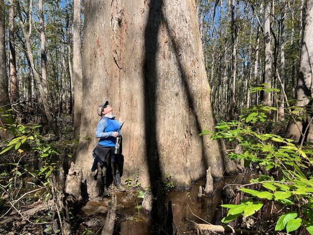 student staring up at enormous cypress tree