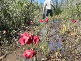 red flowers blooming in mud as student walks in background