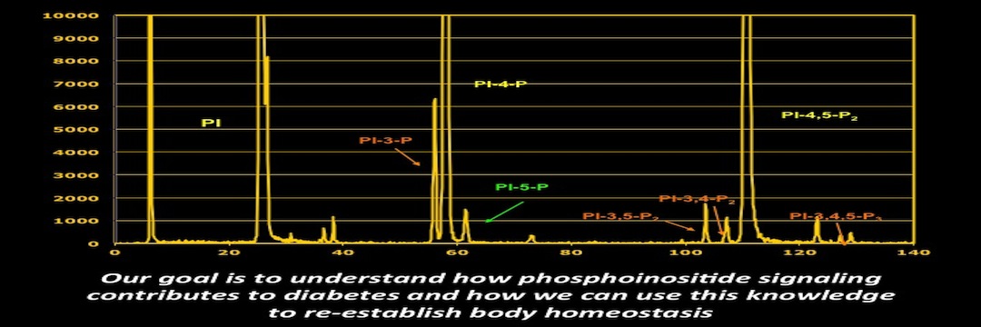 chart on phosphoinositide signaling