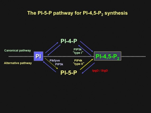 pathway diagram
